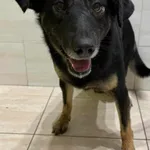 Znaleziono psa, Czartki, 29 stycznia 2025