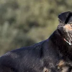 Pies do adopcji, Pieczyska, 29 stycznia 2025