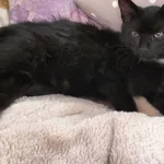 Zaginął kot, Łódź, 30 stycznia 2025