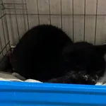 Znaleziono kota, Sosnowiec, 28 stycznia 2025