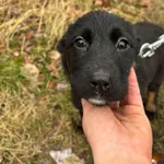 Pies do adopcji, Dłużyna Górna, 30 stycznia 2025
