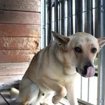 Znaleziono psa, Łódź, 29 stycznia 2025