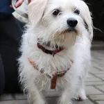 Znaleziono psa, Łódź, 31 stycznia 2025