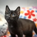 Znaleziono kota, Sosnowiec, 29 stycznia 2025