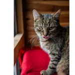 Znaleziono kota, Białystok, 25 lipca 2024