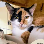 Kot do adopcji, Gdynia, 31 stycznia 2025