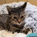 Kot do adopcji, Gdynia, 31 stycznia 2025