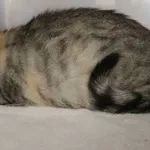 Znaleziono kota, Łódź, 29 stycznia 2025