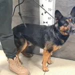 Znaleziono psa, Chełmek, 31 stycznia 2025