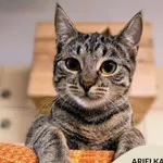 Kot do adopcji, Gdynia, 31 stycznia 2025