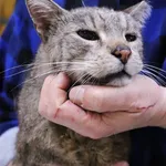 Znaleziono kota, Łódź, 31 stycznia 2025