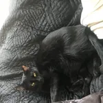 Zaginął kot, Łódź, 30 stycznia 2025