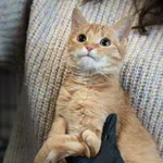 Znaleziono kota, Sosnowiec, 29 stycznia 2025