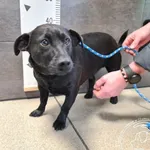 Znaleziono psa, Chełmek, 31 stycznia 2025