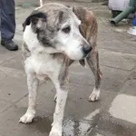 Pies do adopcji, Pabianice, 1 lutego 2025