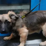 Znaleziono psa, Gdańsk, 31 stycznia 2025