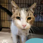 Znaleziono kota, Gdynia, 28 stycznia 2025