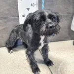 Znaleziono psa, Chełmek, 1 lutego 2025