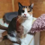 Oddam kota, Elbląg, 1 lutego 2025