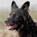 Oddam psa, Olsztyn, 1 lutego 2025