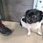 Znaleziono psa, Chełmek, 1 lutego 2025