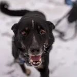 Pies do adopcji, Milanówek, 5 kwietnia 2025