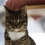 Kot do adopcji, Piła, 23 sierpnia 2024