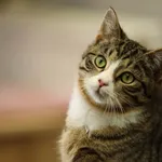 Kot do adopcji, Piła, 14 listopada 2024