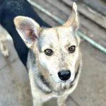 Milka - młoda, delikatna, przyjazna sunia! 