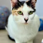 Kot do adopcji, Piła, 14 września 2024