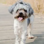 Znaleziono psa, Sosnowiec, 1 lutego 2025