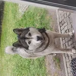 Znaleziono psa, Łódź, 2 lutego 2025