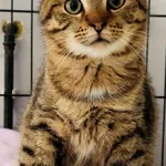 Kot do adopcji, Piła, 21 listopada 2024