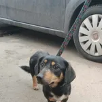 Znaleziono psa, Sosnowiec, 1 lutego 2025