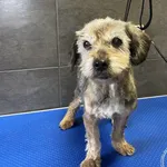 Pies do adopcji, Chełmek, 18 grudnia 2024