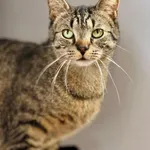 Kot do adopcji, Piła, 30 września 2024