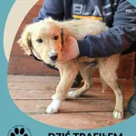 Znaleziono psa, Dąbrówka, 19 stycznia 2026