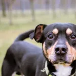 Pies do adopcji, Radom, 2 lutego 2025