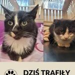 Znaleziono kota, Dąbrówka, 2 lutego 2025