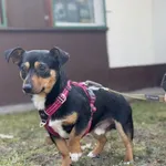 Pies do adopcji, Kraków, 19 stycznia 2025