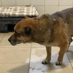 Znaleziono psa, Lublin, 1 lutego 2025