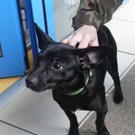 SUCZKA PRZYWIEZIONA PRZEZ ZNALAZCĘ 02.02.2025