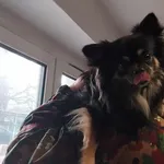 Znaleziono psa, Toruń, 1 lutego 2025