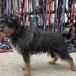 Znaleziono psa, Toruń, 2 lutego 2025