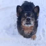 Zaginął pies, Łódź, 3 lutego 2025