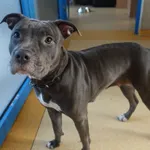 Znaleziono psa, Gdańsk, 1 lutego 2025