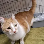 Znaleziono kota, Toruń, 31 stycznia 2025