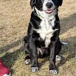 Znaleziono psa, Lublin, 1 lutego 2025