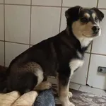 Znaleziono psa, Toruń, 1 lutego 2025