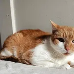 Kot do adopcji, Włocławek, 2 lutego 2025